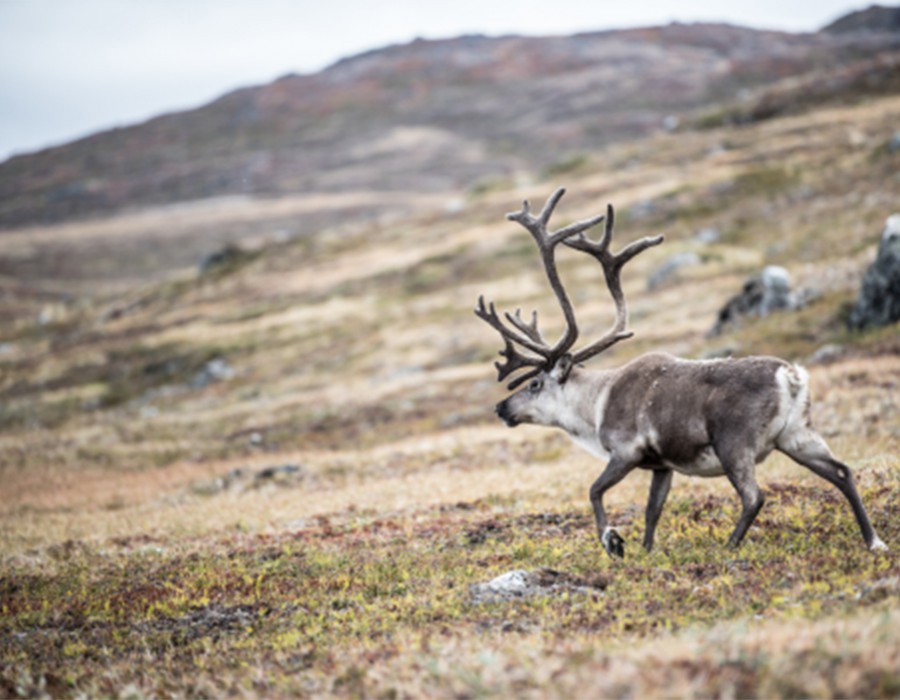 Greenland - © photo Wouter Demuynck